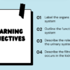 The Urinary System - Image 2
